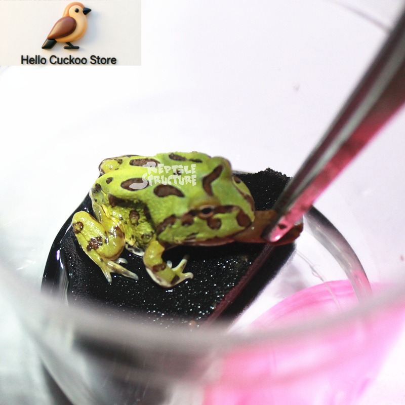 角のあるカエル用、栄養強化飼料、粉末状、爬虫類用、天然成分配 - Calcium Powder Reptile のレビューと価格